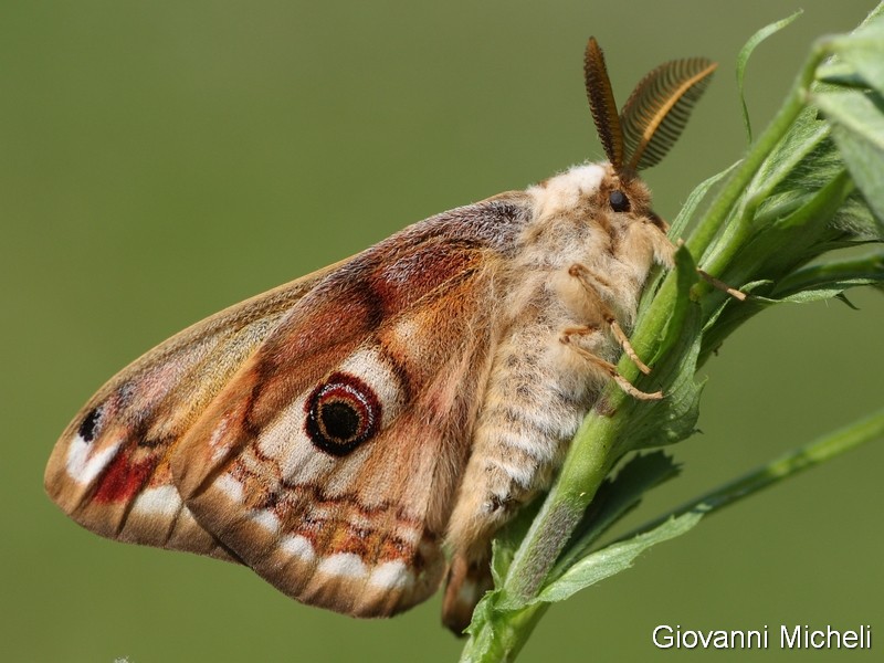 Saturnia pavoniella